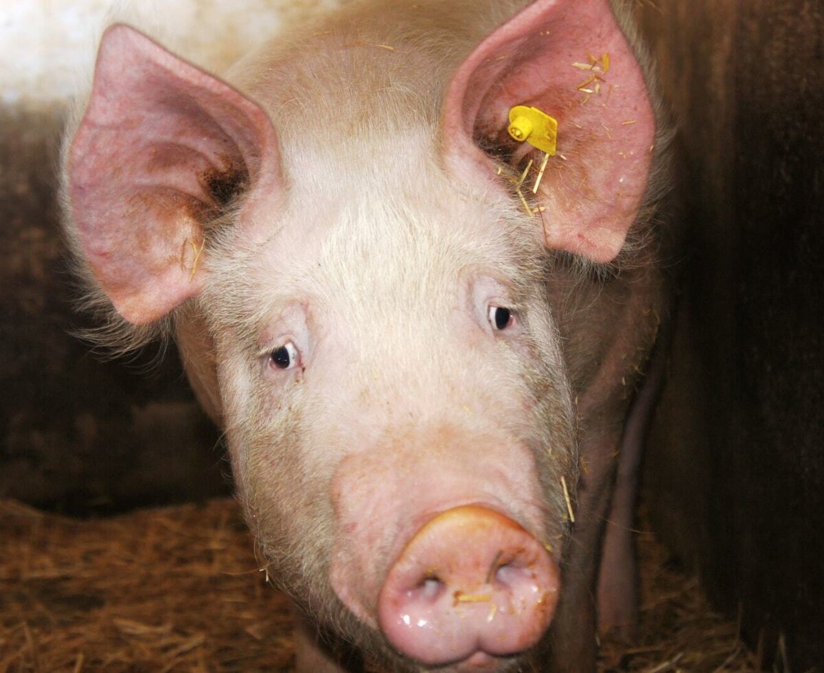 Ein Schwein mit Ohrmarke im Stall des Bauernhofs.