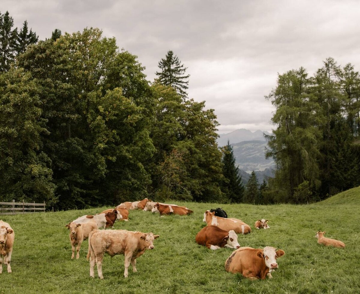 Kühe grasen auf der Weide des Bauernhofs mit Bäumen und Bergen im Hintergrund.