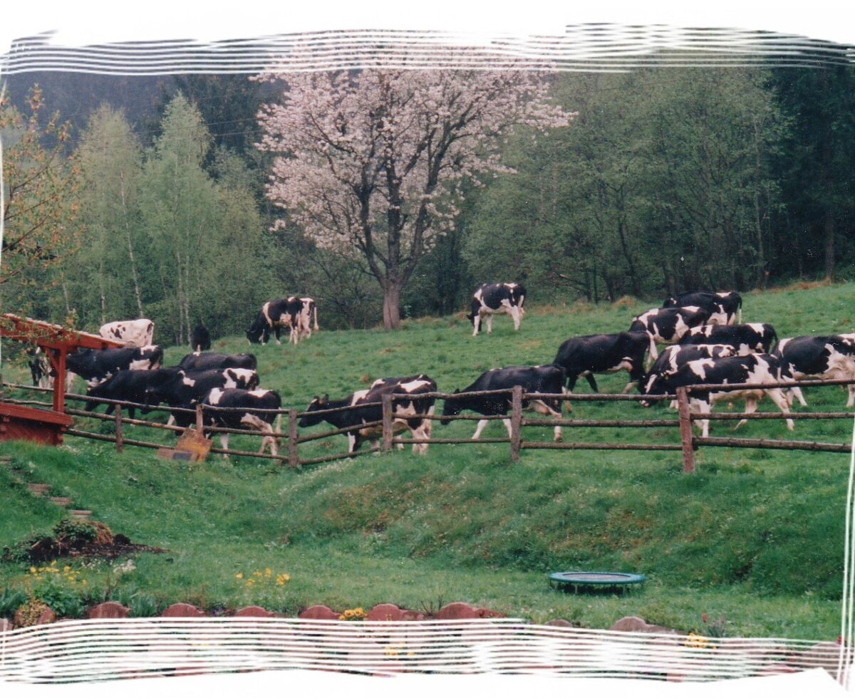 unsere Kühe