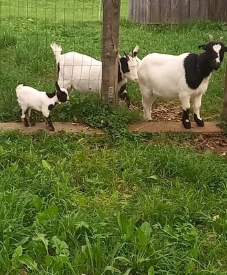 Eine Ziegenfamilie mit Jungtieren auf der Weide des Bauernhofs.