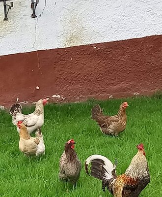 Hühner und ein Hahn auf der Wiese am Bauernhof.