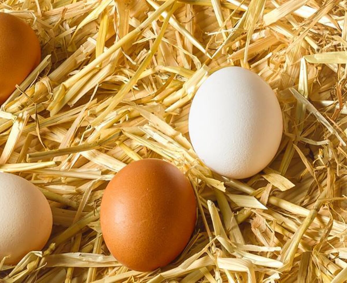 Frische Eier vom Bauernhof.