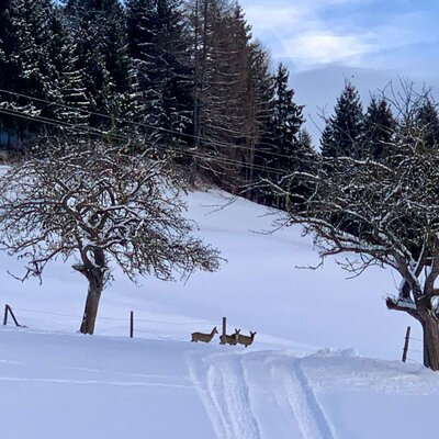 Drei Rehe auf einem verschneiten Weg in der Winterlandschaft mit Bäumen und Wald am Bauernhof.