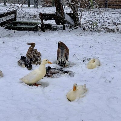 Enten im Schnee auf dem Bauernhof.
