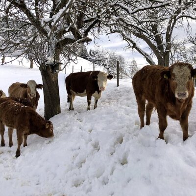 Kühe auf dem Bauernhof im Schnee.