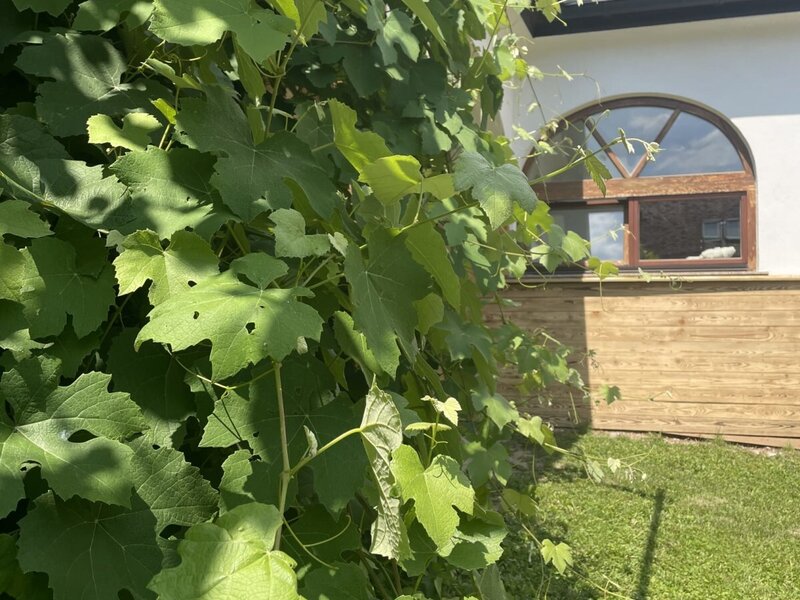 Hoamatshaus Weinhecke 