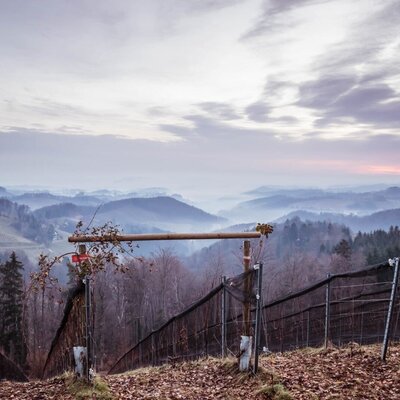 Hügelige Landschaft mit Nebel in den Tälern und einem Weingarten im Vordergrund, die das Haus umgibt.
