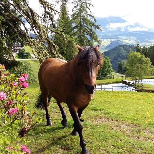 Unser Pferd am Teich