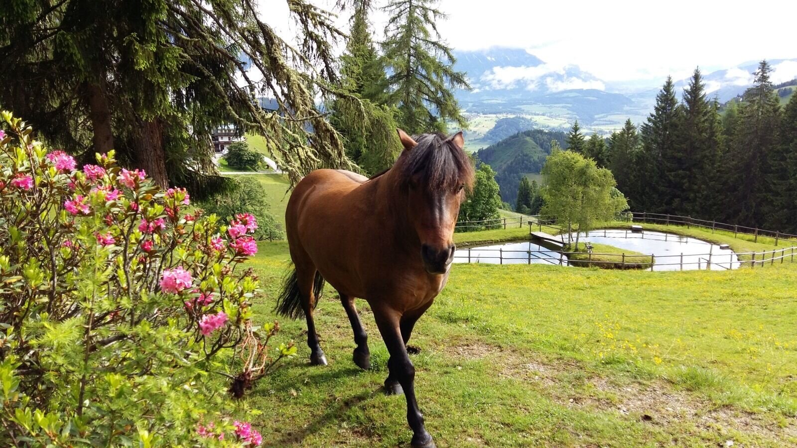 Unser Pferd am Teich