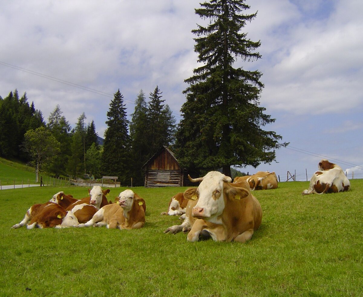Unsere Kühe
