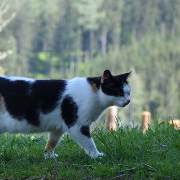Eine Katze spaziert auf dem Gelände des Bauernhofs.