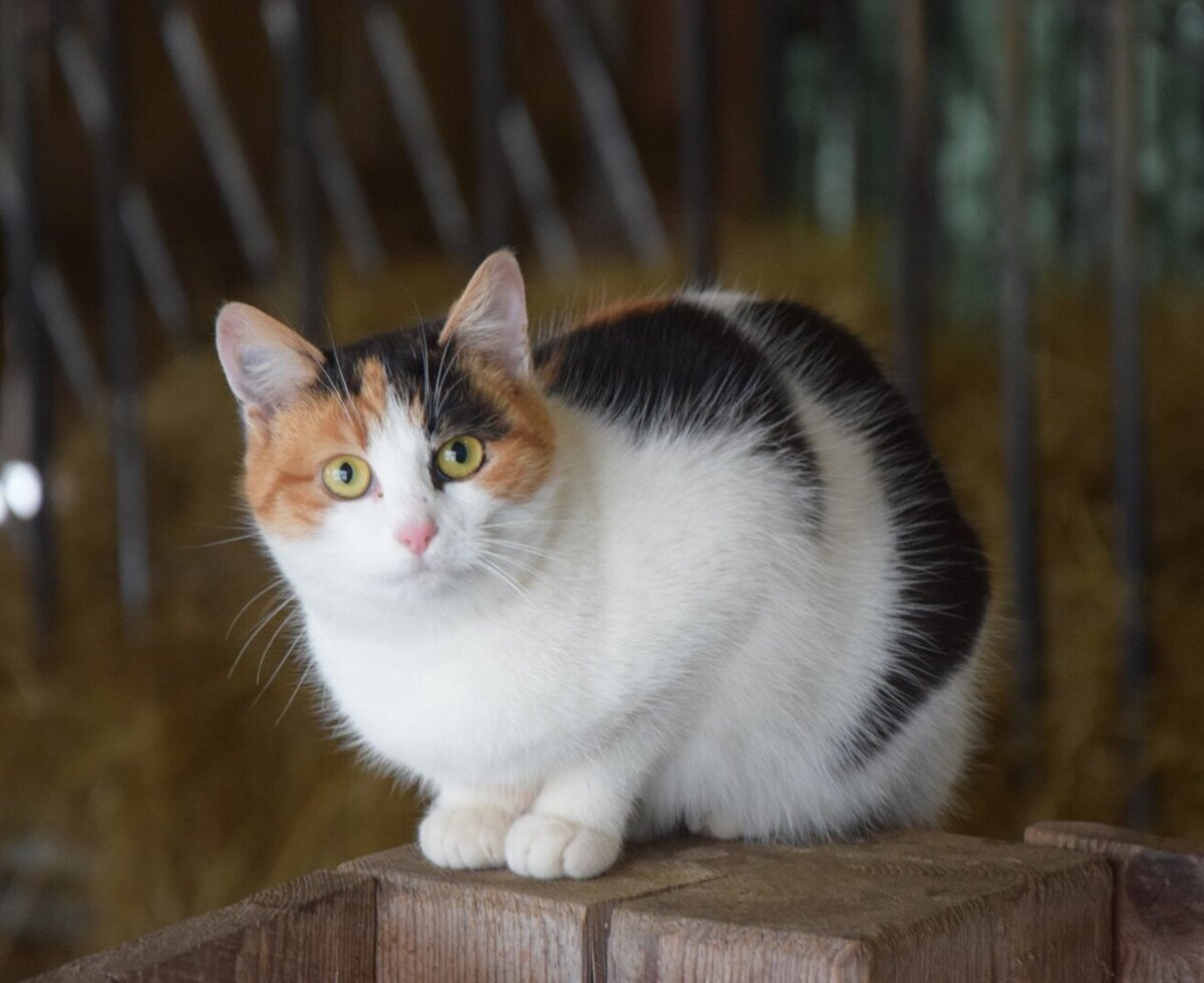 Eine dreifarbige Katze auf dem Bauernhof.