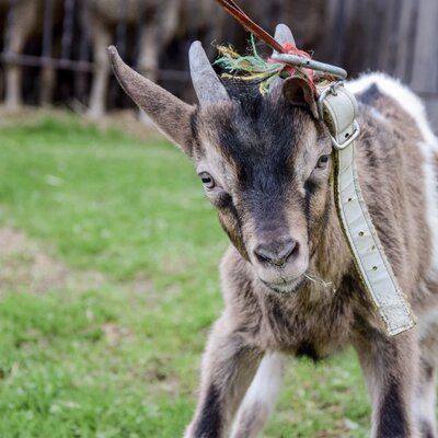 Eine junge Ziege mit Halsband auf der Wiese des Bauernhofs.
