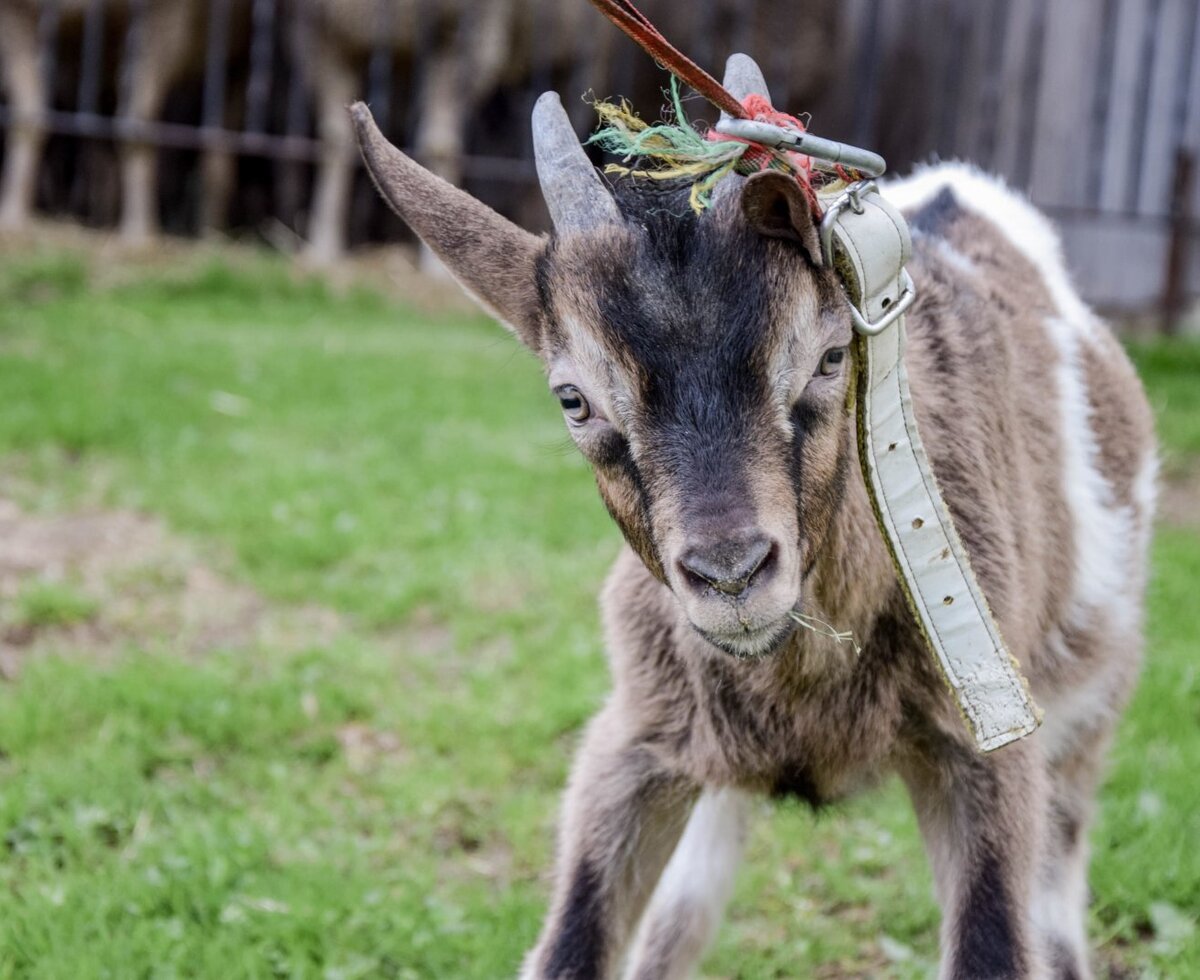 Eine junge Ziege mit Halsband auf der Wiese des Bauernhofs.