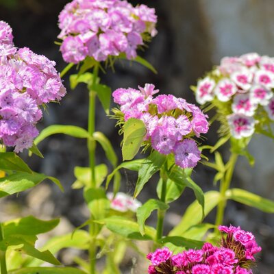 Blumen im Garten des Bauernhofs, mit einem hellgrünen Schmetterling auf rosa Blüten.