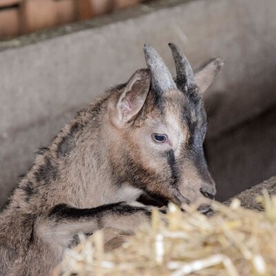 Ein Zicklein mit kleinen Hörnern auf dem Bauernhof.
