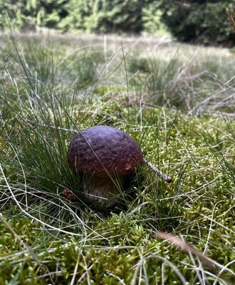 Ein Pilz im Moos und Gras, der die umliegende Natur des Bauernhofs zeigt.