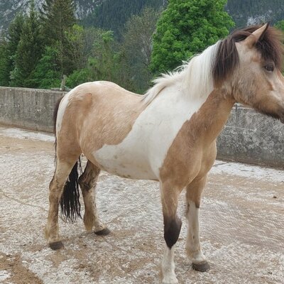 Unsere große Freude d´Daò importiert aus Island.