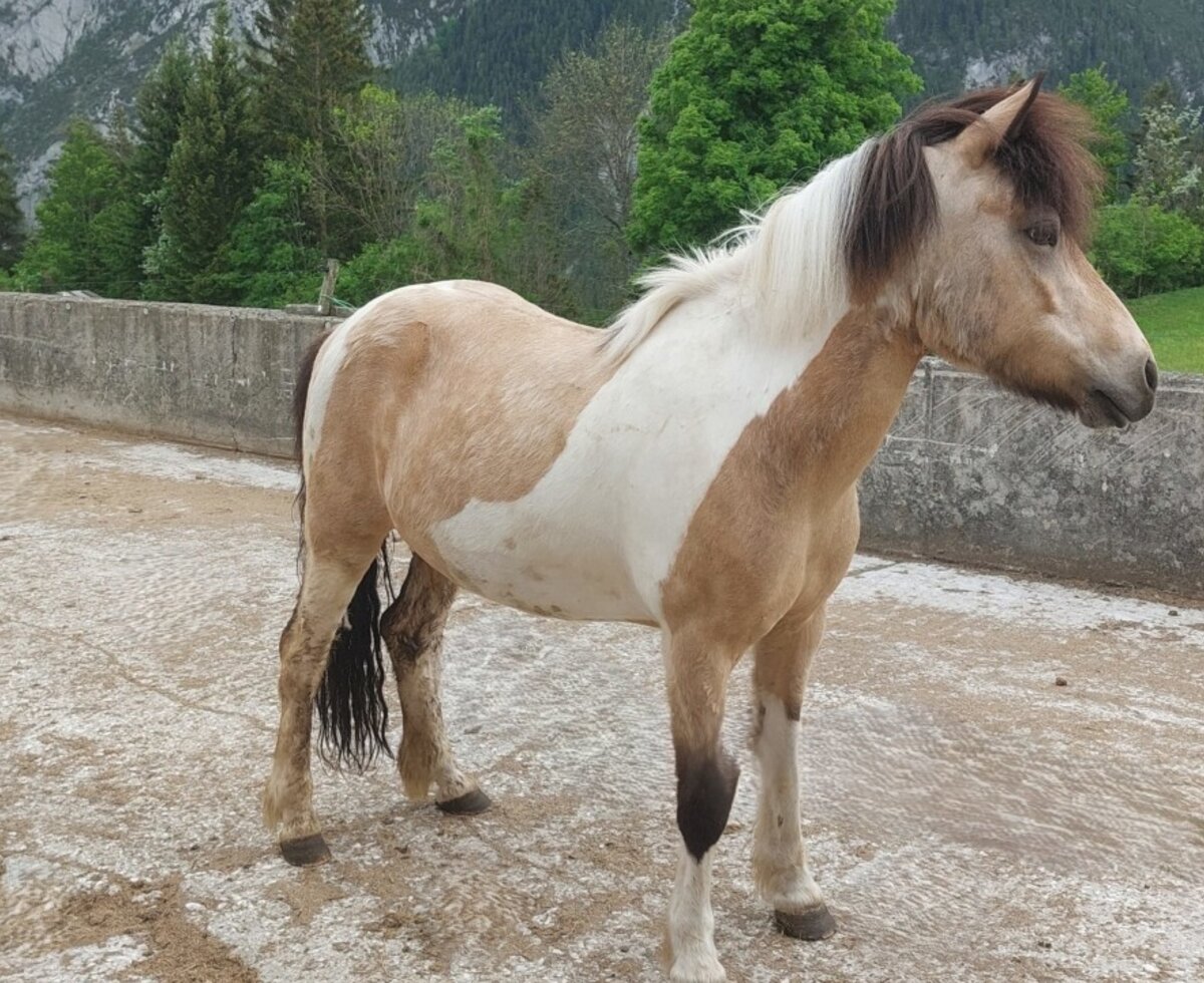 Unsere große Freude d´Daò importiert aus Island.