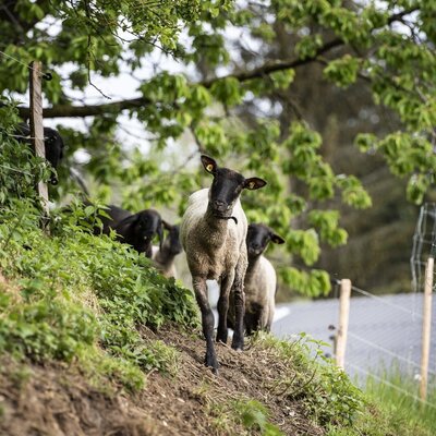 Unsere Schafherde im Auslauf. c_miriam_raneburger