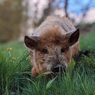 Kune Kune Schwein Frieda liebt das frische Gras. c_autdany