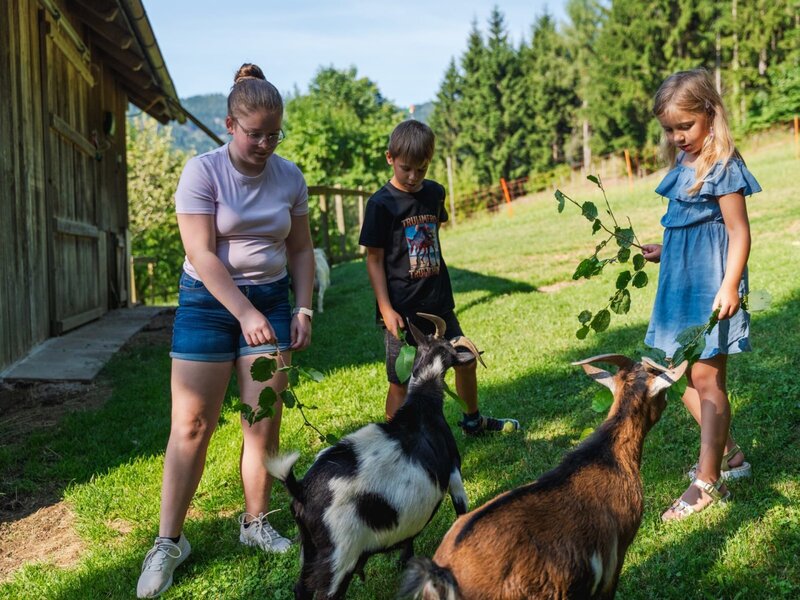 Kinder füttern Zwergziegen mit frischen Blättern auf dem Baby und Kinderbauernhof Perhofer