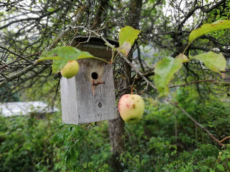 Vogelhaus aus Holz in einem Apfelbaum auf dem Bauernhof in der Oststeiermark.