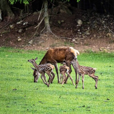 Eine Hirschkuh mit ihren gefleckten Kälbern auf einer saftig grünen Wiese direkt am Bauernhof.