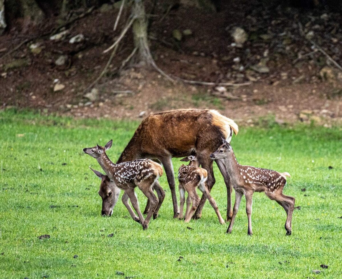 Eine Hirschkuh mit ihren gefleckten Kälbern auf einer saftig grünen Wiese direkt am Bauernhof.