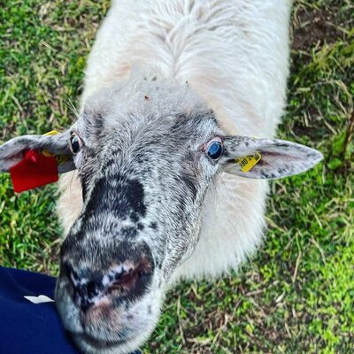 Ein neugieriges Schaf auf der grünen Wiese des gemütlichen Bauernhofs.