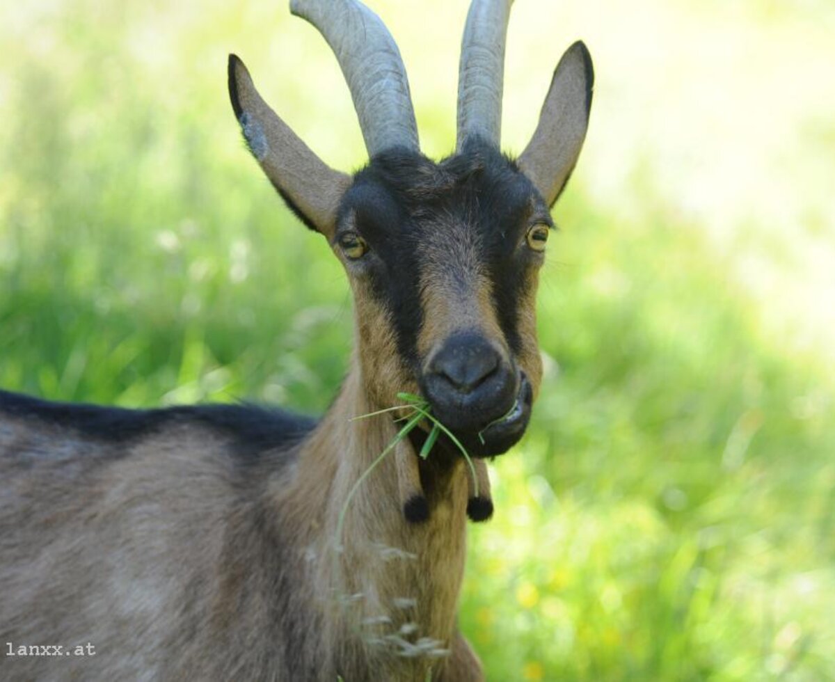 Ziege