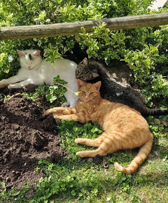 Drei Katzen liegen im Garten des Bauernhofs unter einem Busch im Gras und auf Erde.