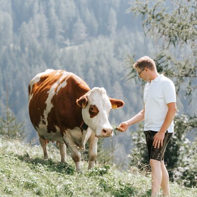 Gäste können auf dem Hof die Kühe auf der Weide füttern.