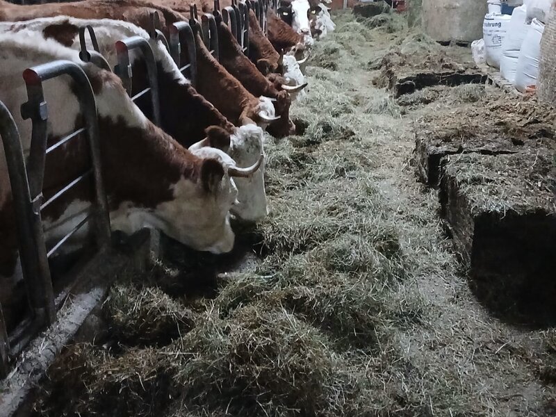 Gut gefüllter Futtertisch
