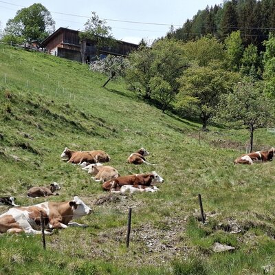 Kühe auf der Weide