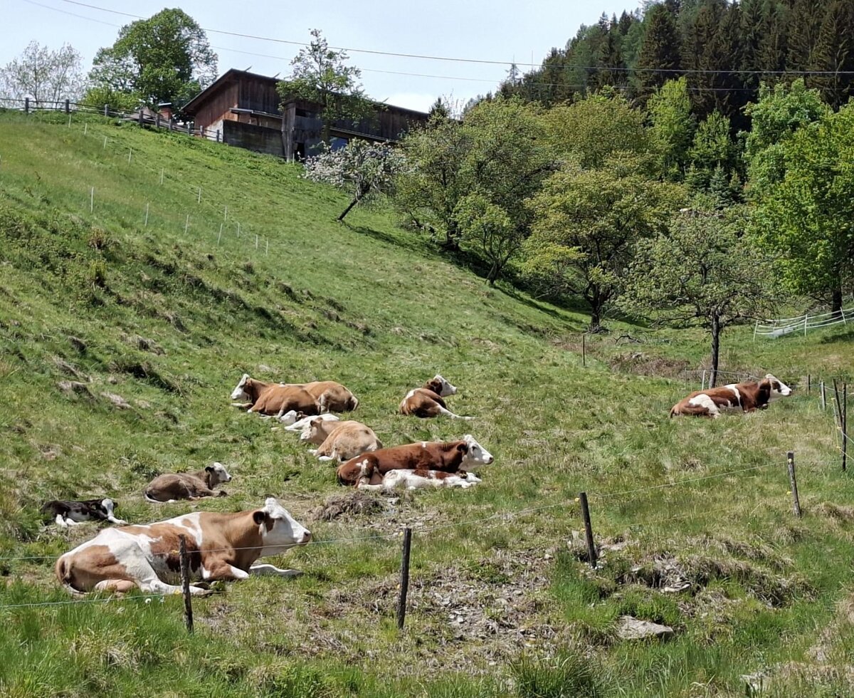 Kühe auf der Weide