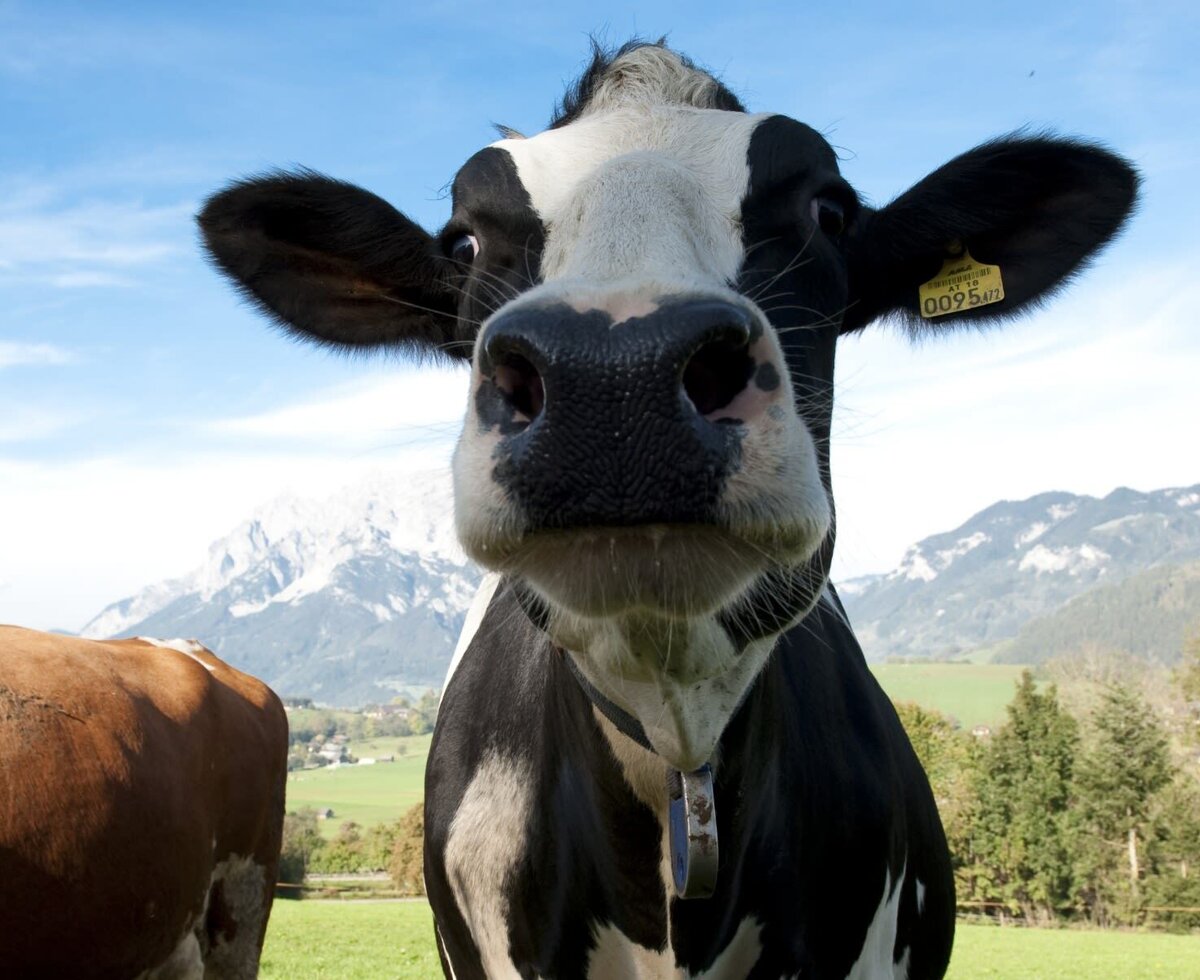 Eine Kuh auf dem Bauernhof mit Berglandschaft im Hintergrund.