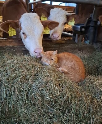 Eine Katze ruht auf Heu neben Kühen im Stall des Bauernhofs.