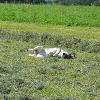Unser Hofhund fühlt sich auch bei der Heuernte sehr wohl.