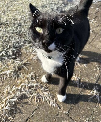 Kater „Specki“ mit seinen frostigen Schnurrhaaren.