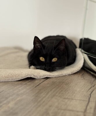 Katze „Mausi“ auf ihrem Lieblingsplatz.