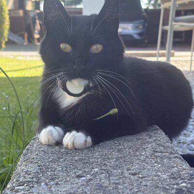 Unsere verschmuste Katze "Mausi" im Sommer