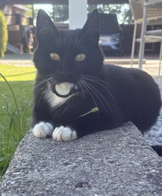 Unsere verschmuste Katze "Mausi" im Sommer
