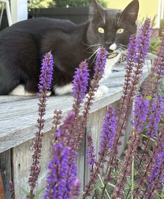 Unser verspielter Kater Specki im Sommer