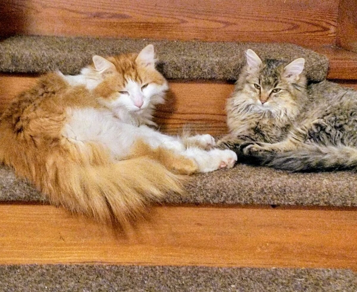 Lilo und Linus