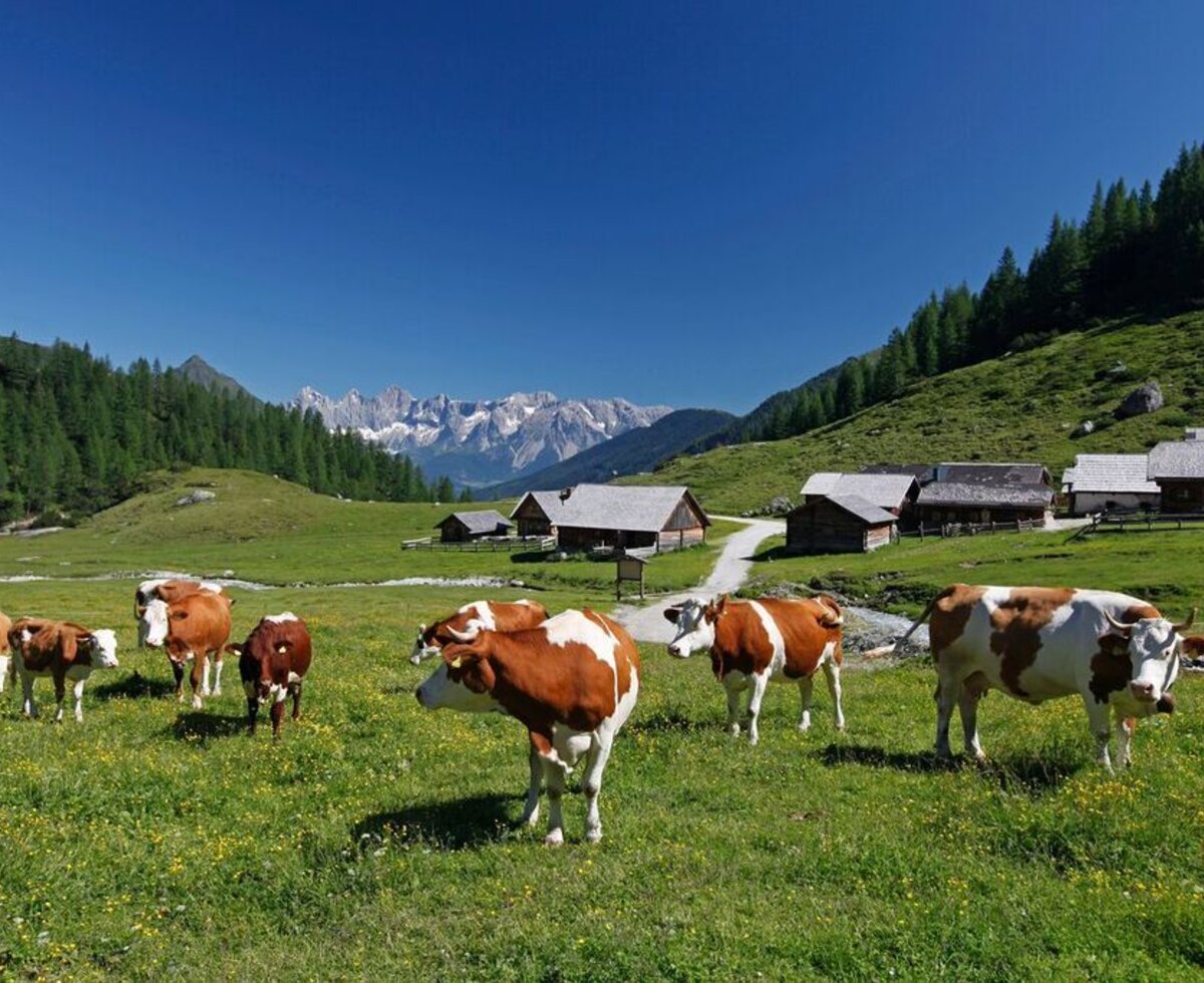 Rinder auf der Alm