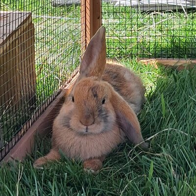 Unsere Hasen