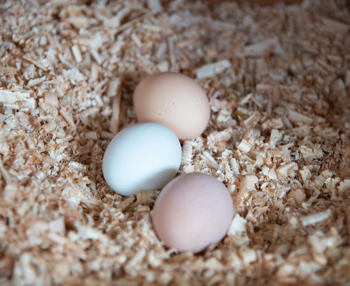 Eier
