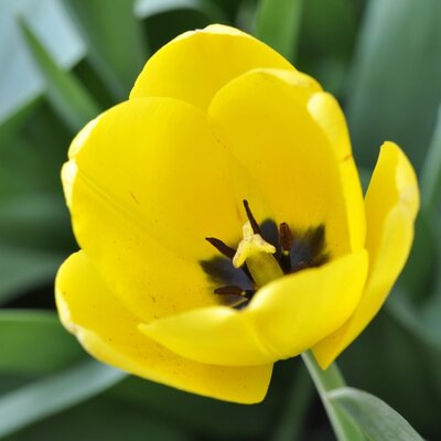 Eine gelbe Tulpe im Garten des Bauernhofs.