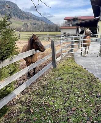 Zwei Pferde auf dem Bauernhof, mit einem Zaun und Bergen im Hintergrund.